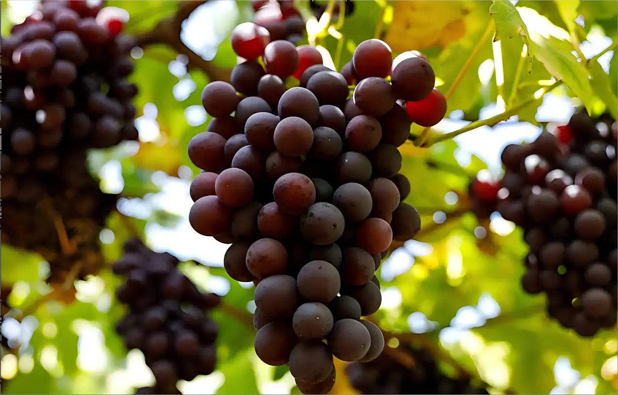 Best Grape Powder Benefits: Why You Should Add It Daily